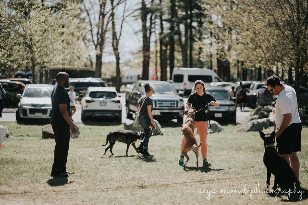 People with dogs in a grassy park, with parked cars and trees in the background.