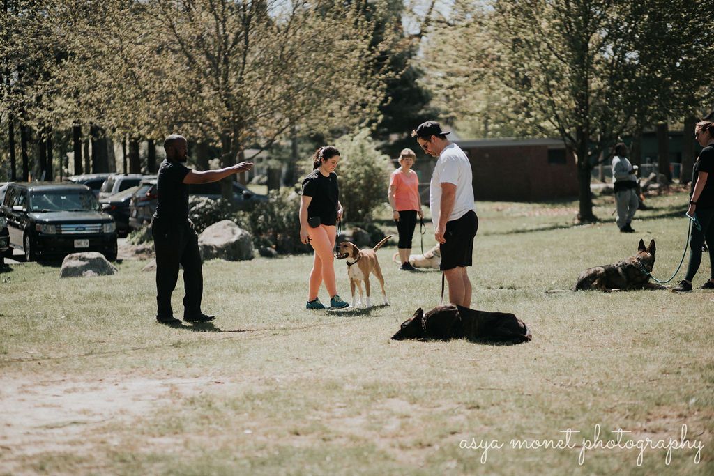 People standing on a grassy field with a dog, trees and parked cars in the background.