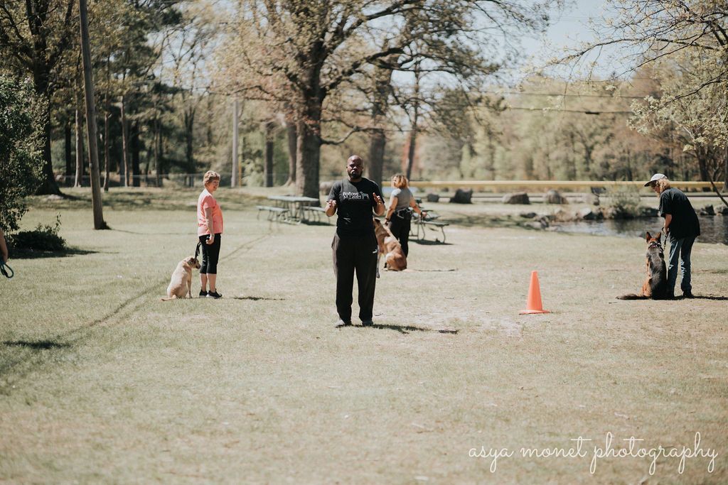 People with dogs practicing in a grassy park, with orange cones and trees in the background.