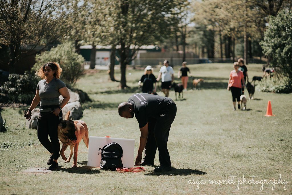 People with dogs outdoors at a park, one bending over near a backpack and cones in the grass.