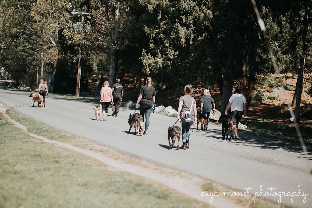 People walking dogs along a tree-lined path in a park