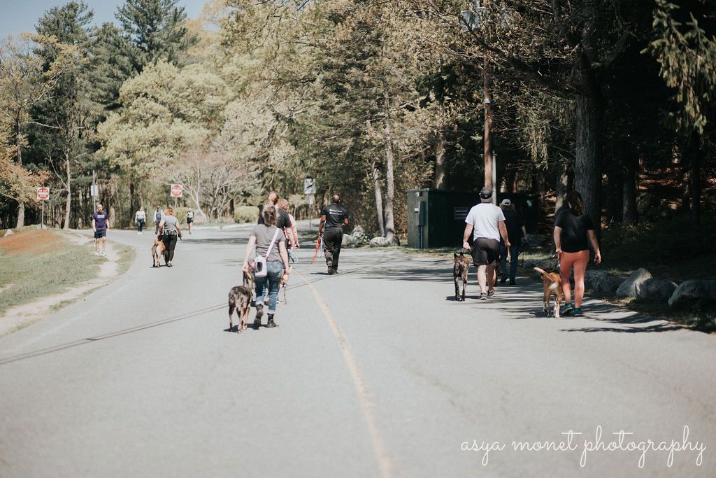 People walking and biking on a tree-lined road in a park