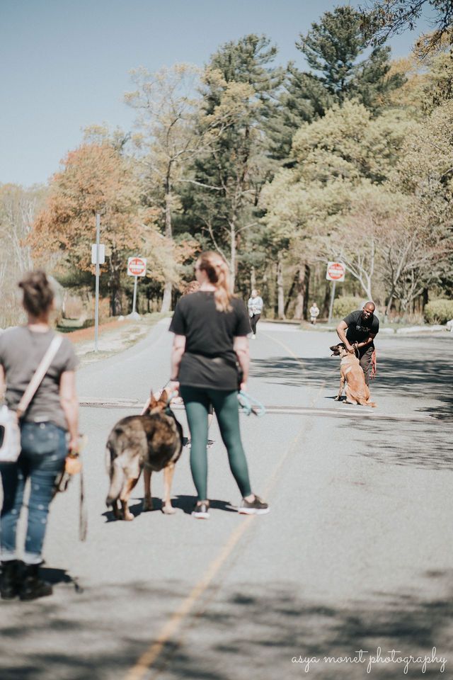 People walking dogs on a sunny tree-lined road, with one dog off leash in the distance