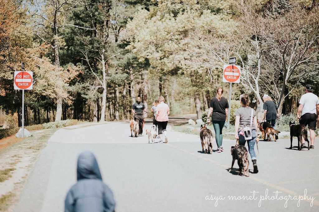 People walking and cycling on a tree-lined road with stop signs on both sides