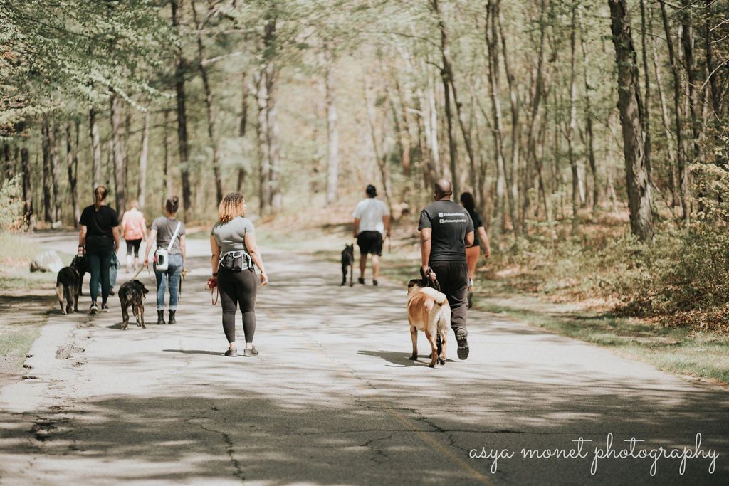 Group walking dogs on a forest trail under tall trees