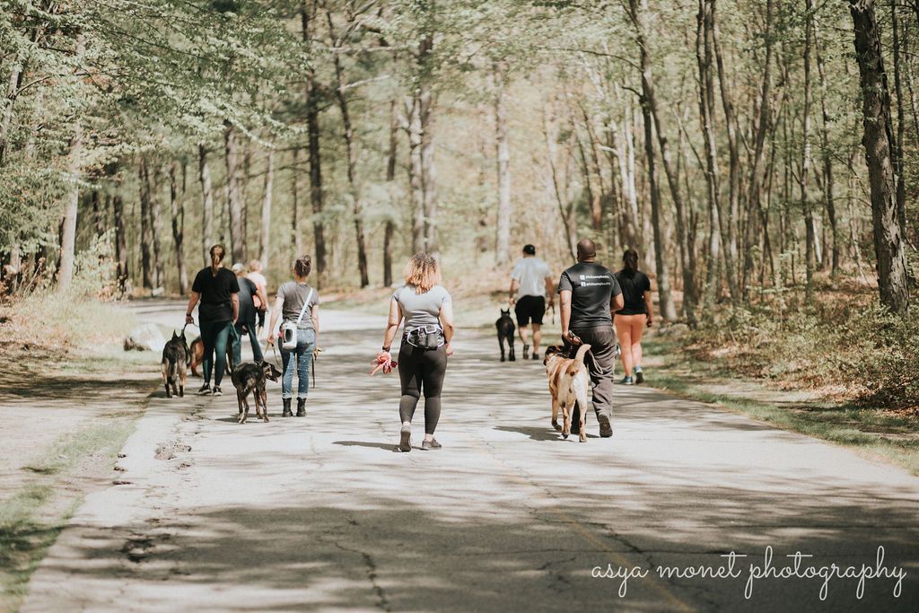 Group of people walking and biking on a sunlit forest path in a park