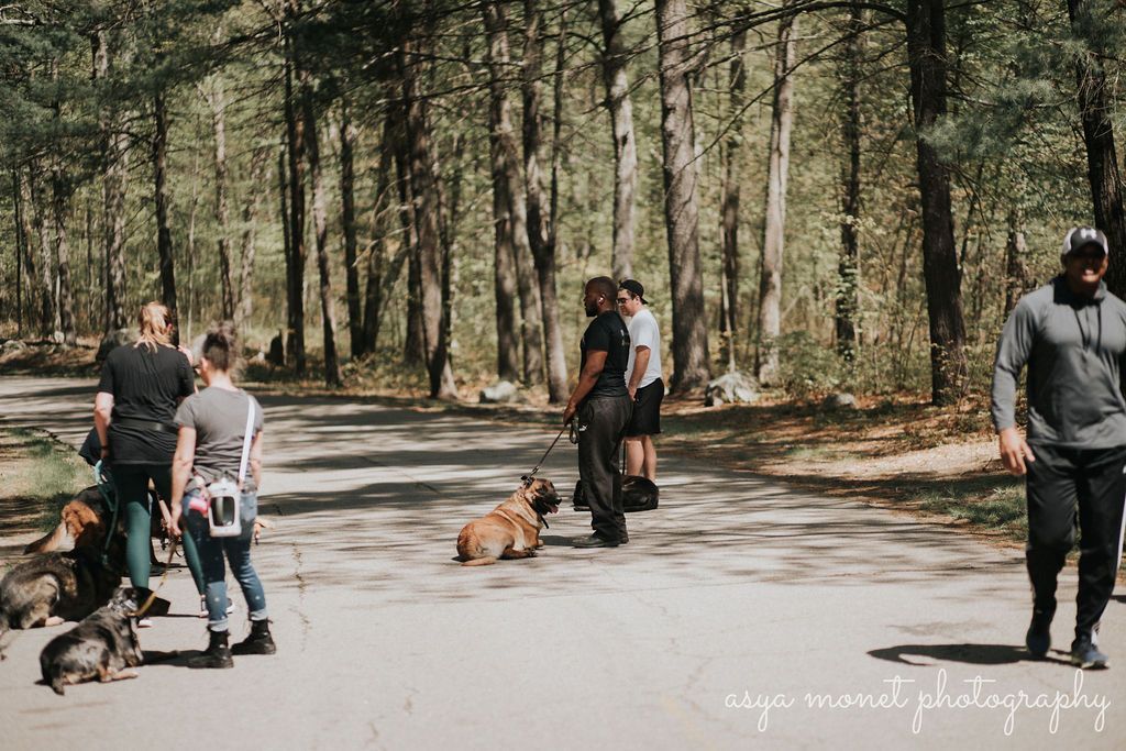 People walking dogs on a sunlit forest road with tall trees on both sides