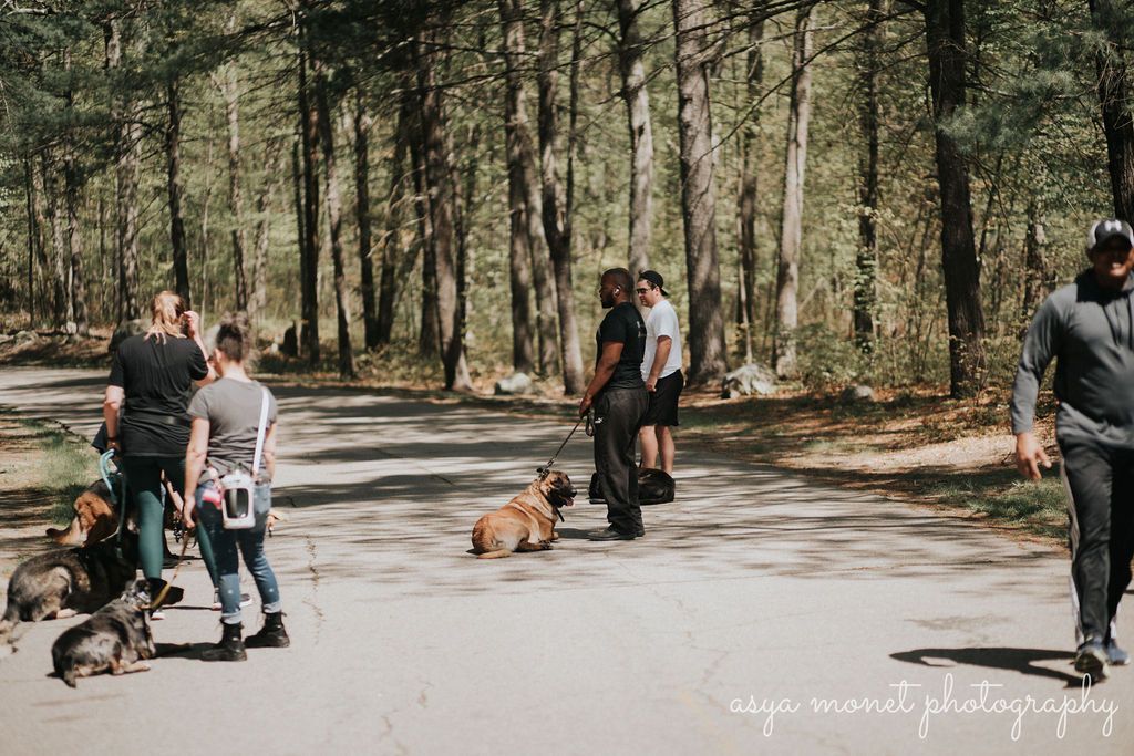 People walking dogs on a sunlit forest path among tall trees