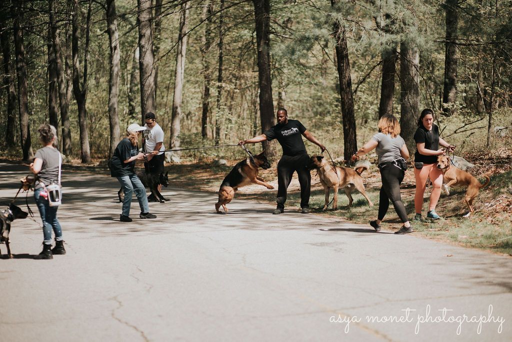 People walking dogs on a sunny forest trail among tall trees