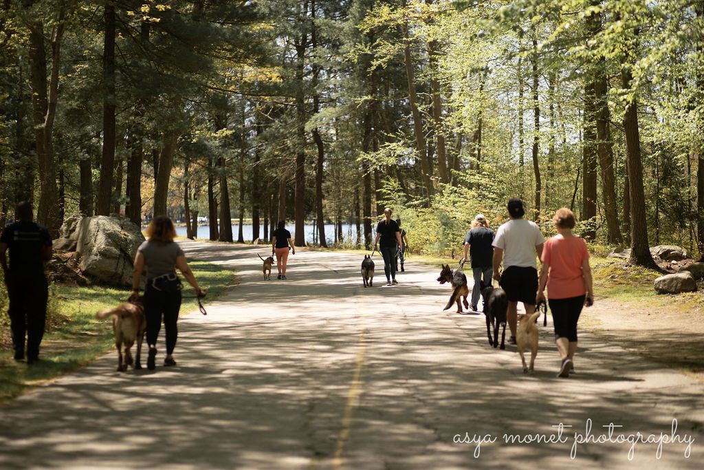 People walking dogs along a sunlit forest path