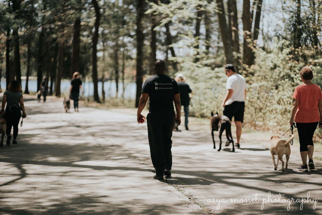 People walking dogs on a tree-lined park path in daylight