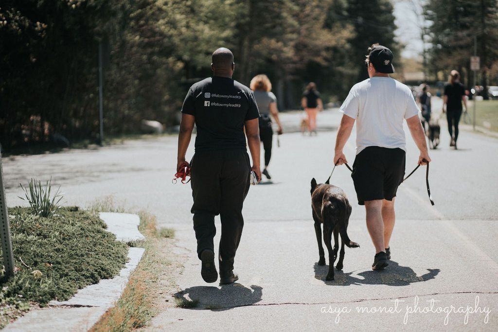 Two people walking dogs on a sunlit park path