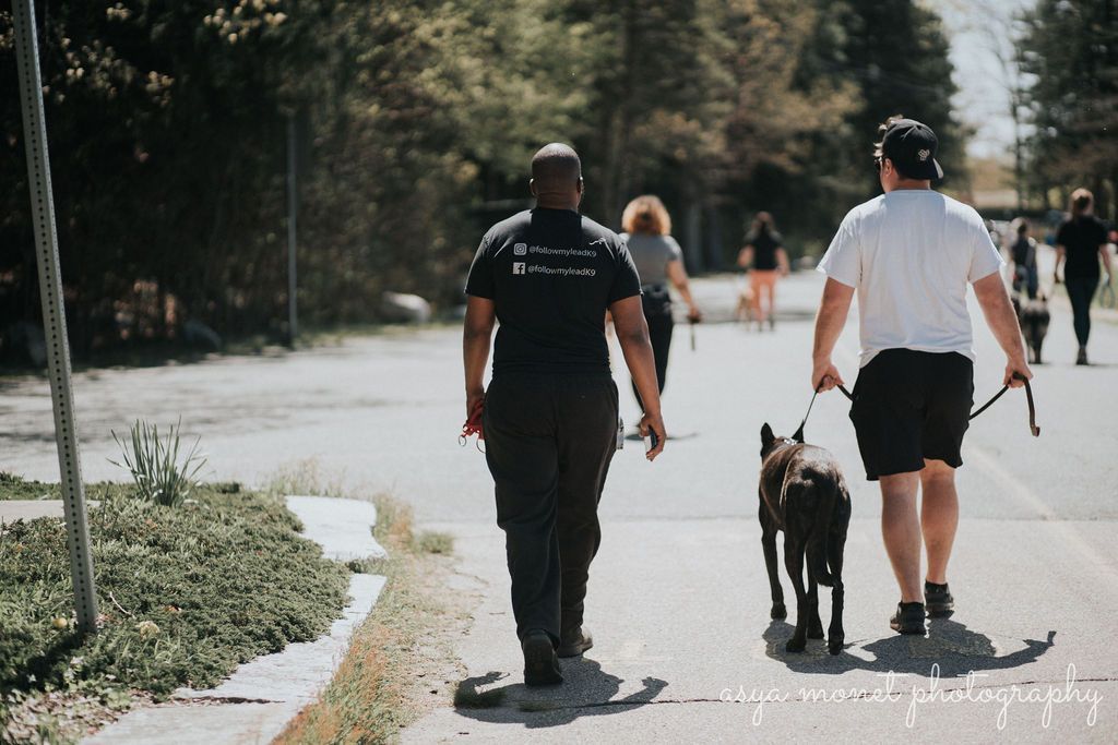Three people walking dogs on a sunlit path in a park