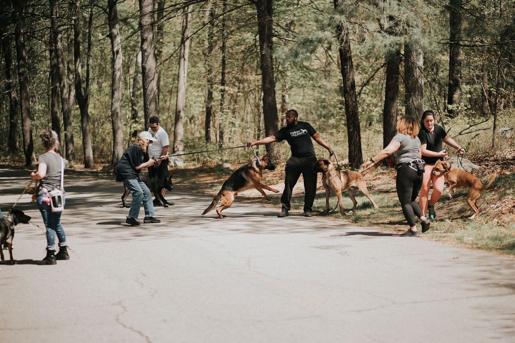 People and dogs gathered on a wooded roadside, with several dogs running near parked cars.
