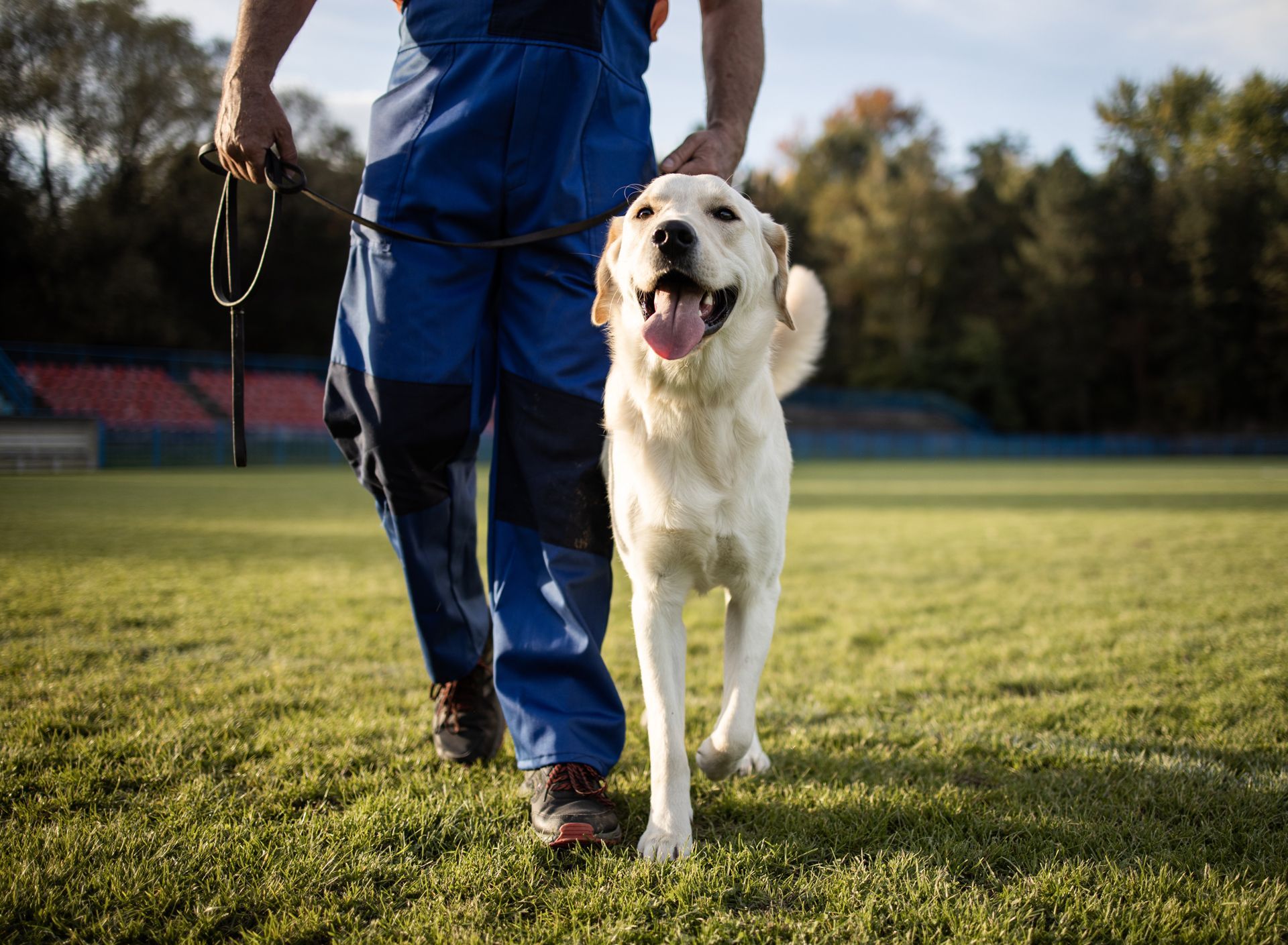 Person walking a happy white dog on a leash across a grassy field