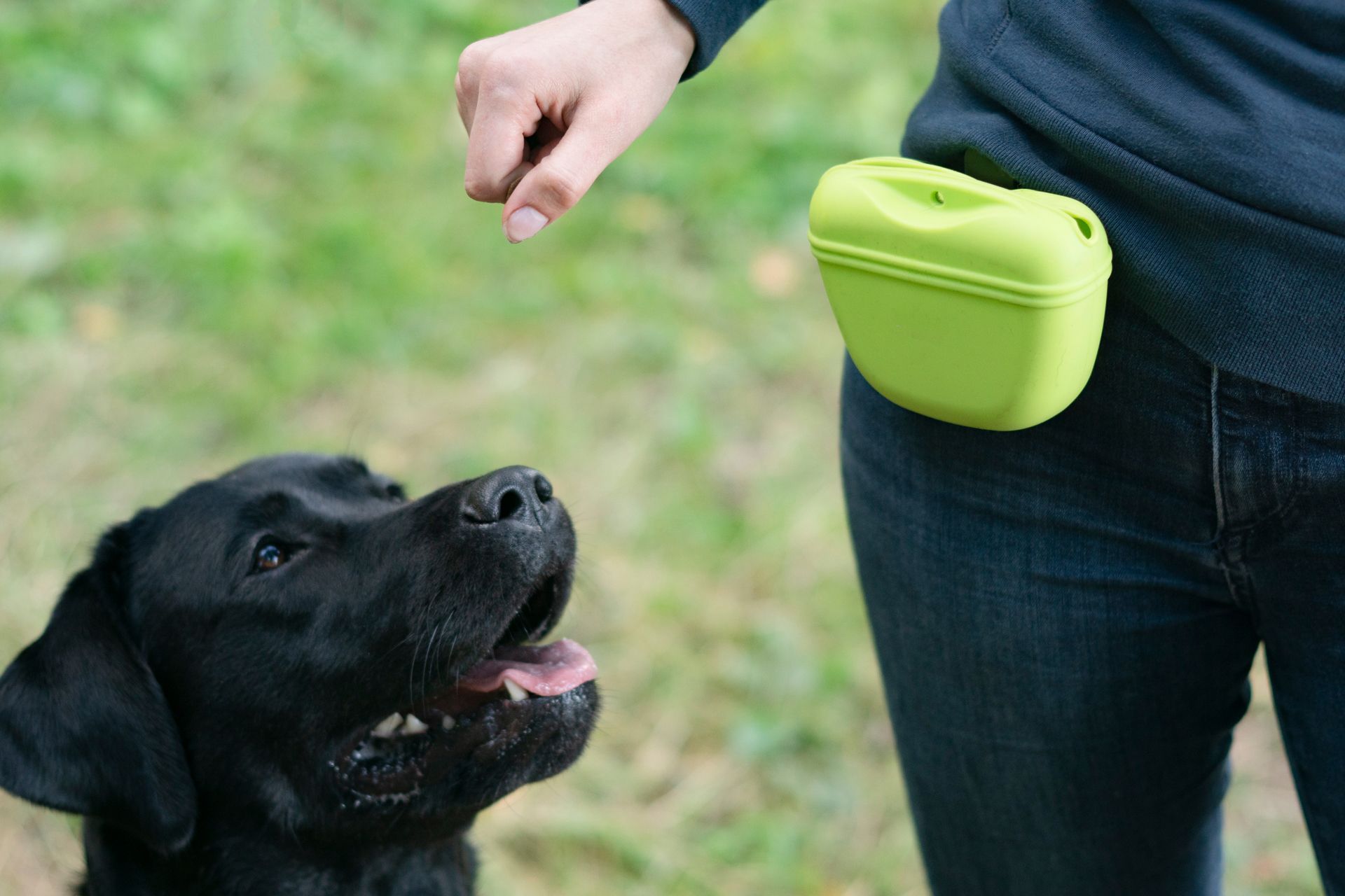 Black dog looks up at a person holding a treat pouch outdoors on grass.
