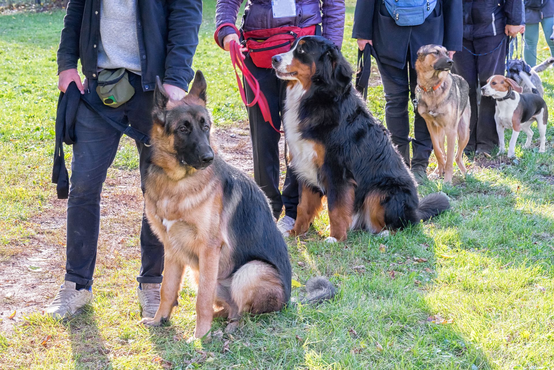 Several German shepherds sit with handlers outdoors on grass during a training or group event.