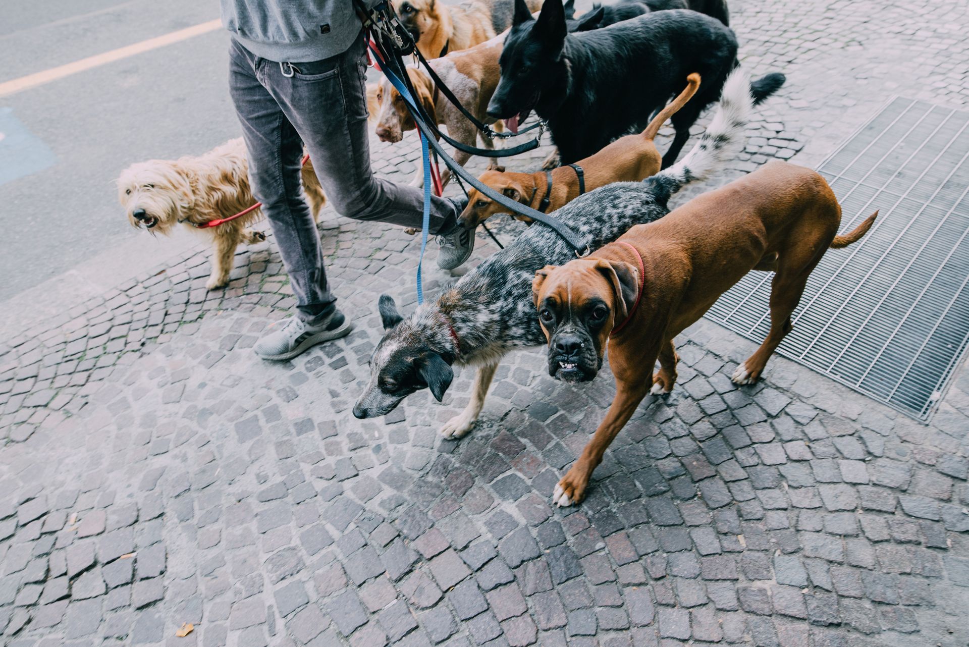 Several dogs on leashes with a person walking on a cobblestone sidewalk