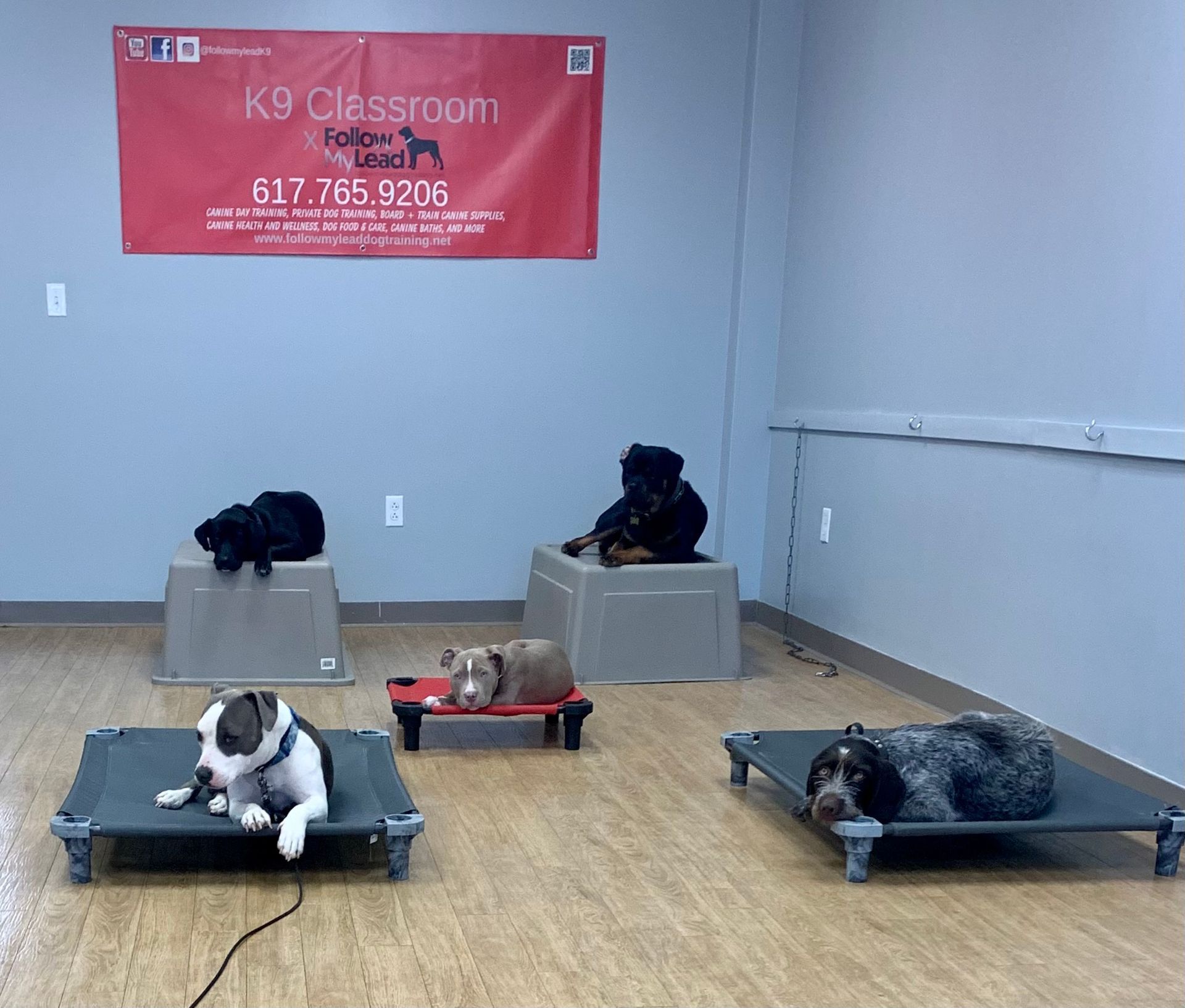 Five dogs resting on raised cot beds in a training room with a red K9 Classroom banner.