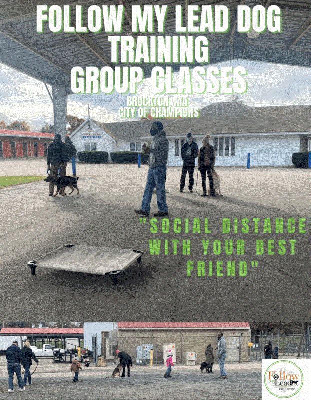 Dog Training Session