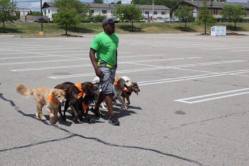 Person walking several dogs in an empty parking lot on a sunny day