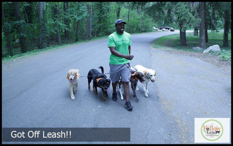 Professional Trainer Doing Pack Walks Sessions