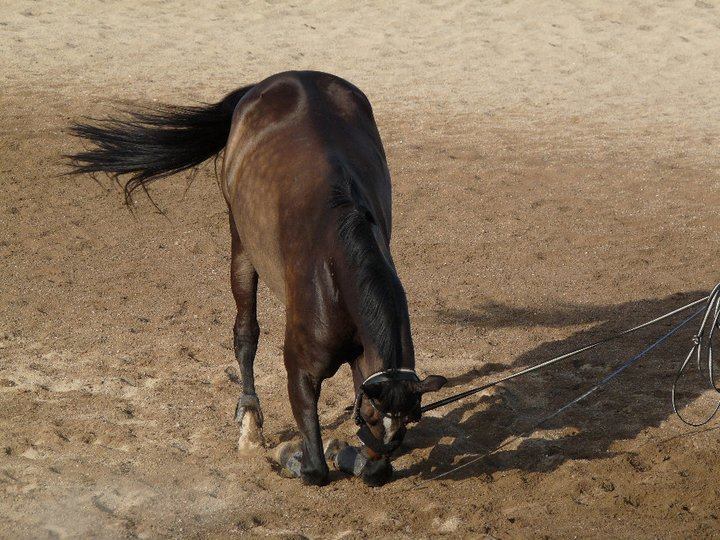 cavallo marrone