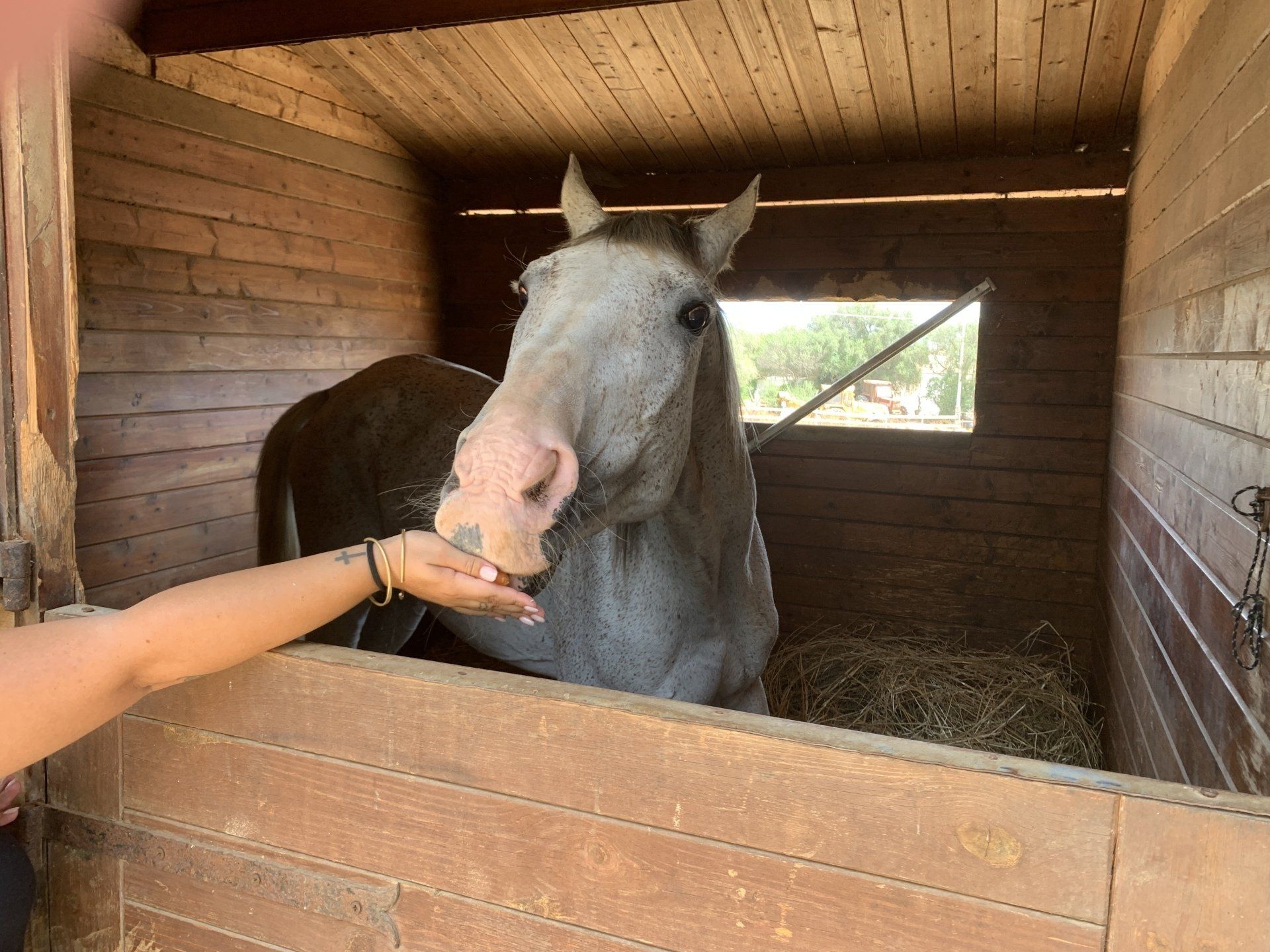 cavallo in stalla