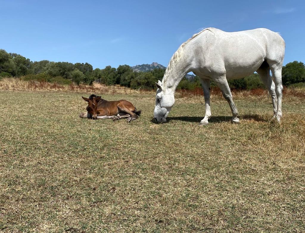pony