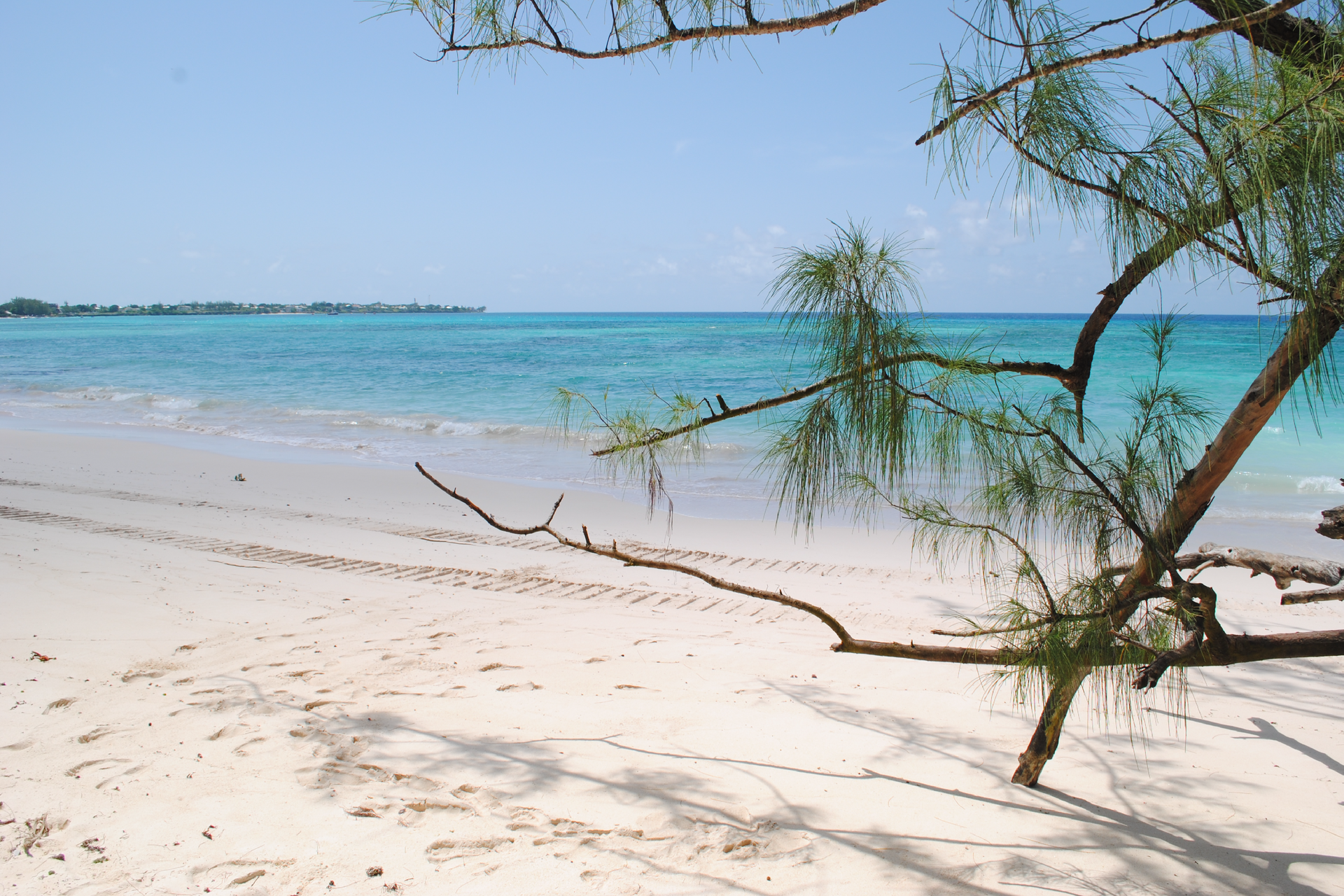 Sandy tropical beach with turquoise water and overhanging tree branches