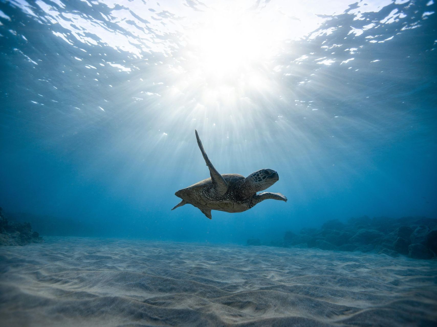 Sea turtle swimming underwater in blue ocean light