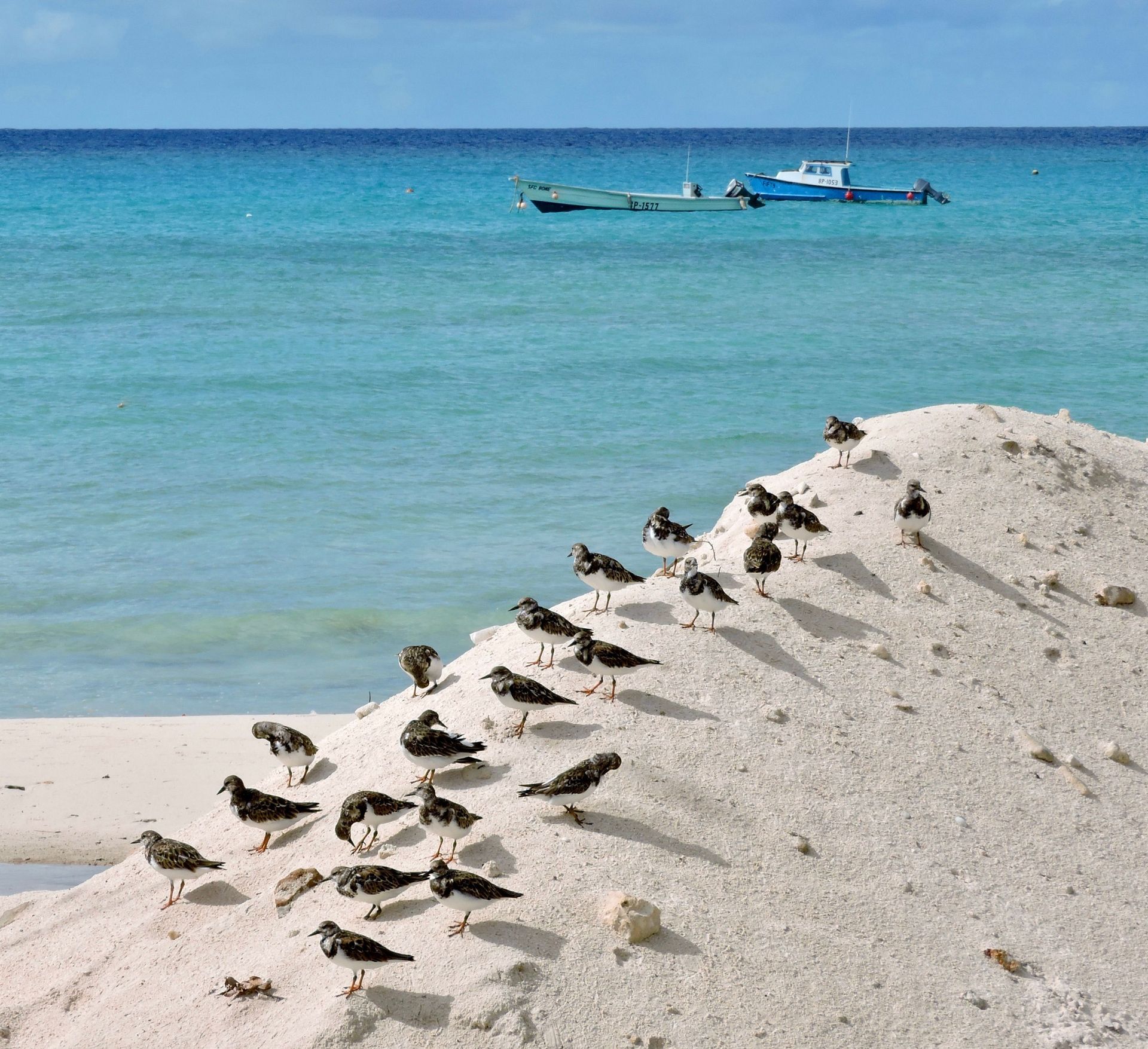 Small shorebirds on a white sandy beach by turquoise water with a boat in the distance