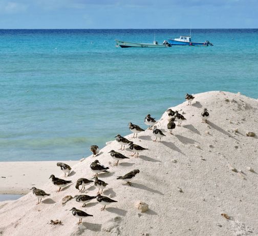 Small shorebirds on a white sandy beach by turquoise water with a boat in the distance