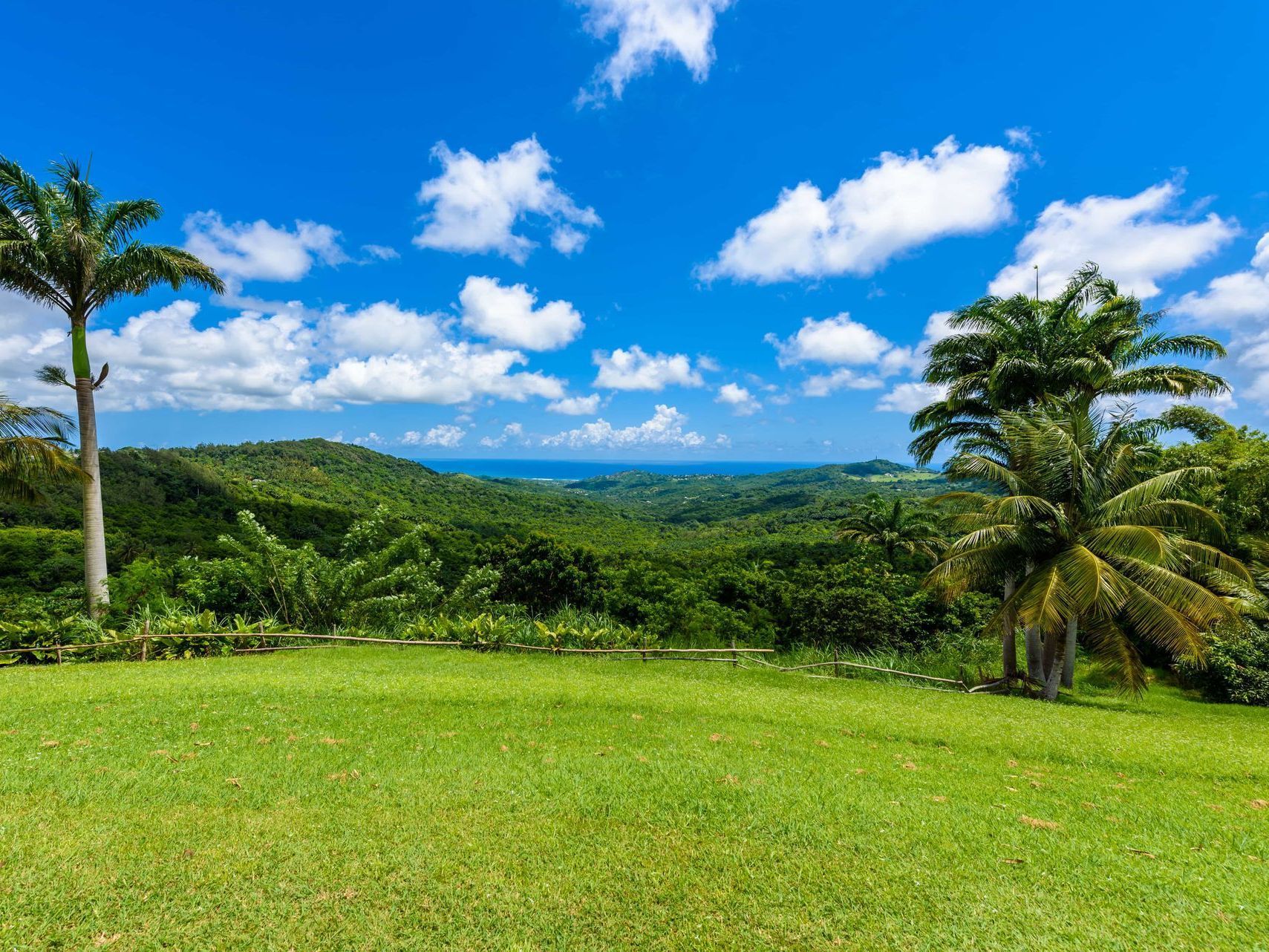 Lush green hillside under a bright blue sky with white clouds and palm trees