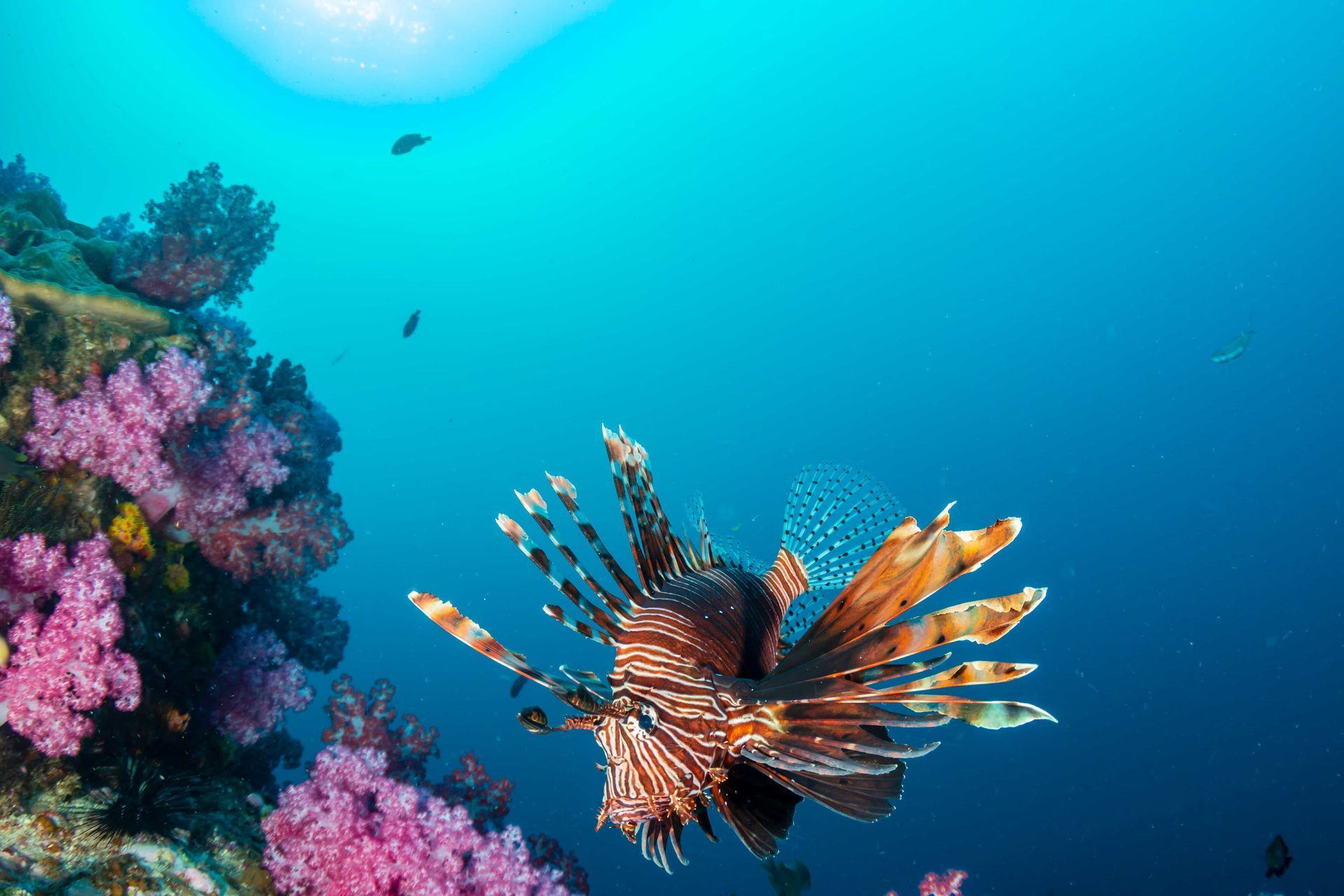 Lionfish swimming near colorful coral reef in clear blue water