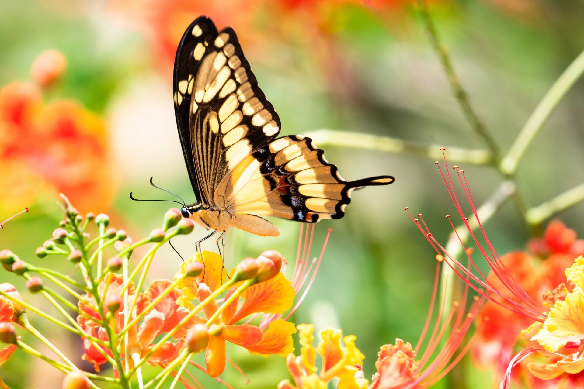 Butterfly perched on orange flowers with blurred pink and green garden background