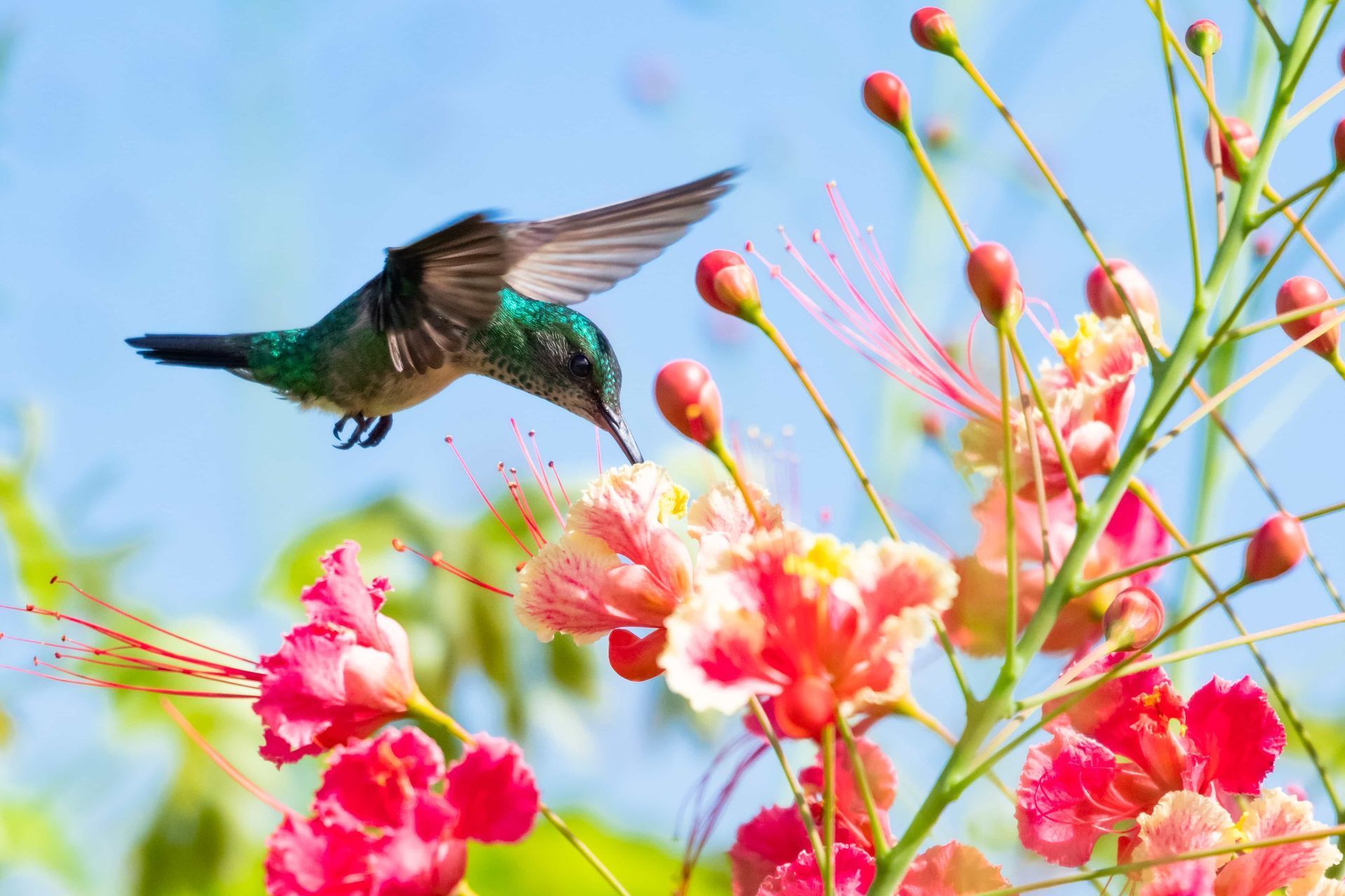 Hummingbird hovering by bright pink flowers against a blue sky