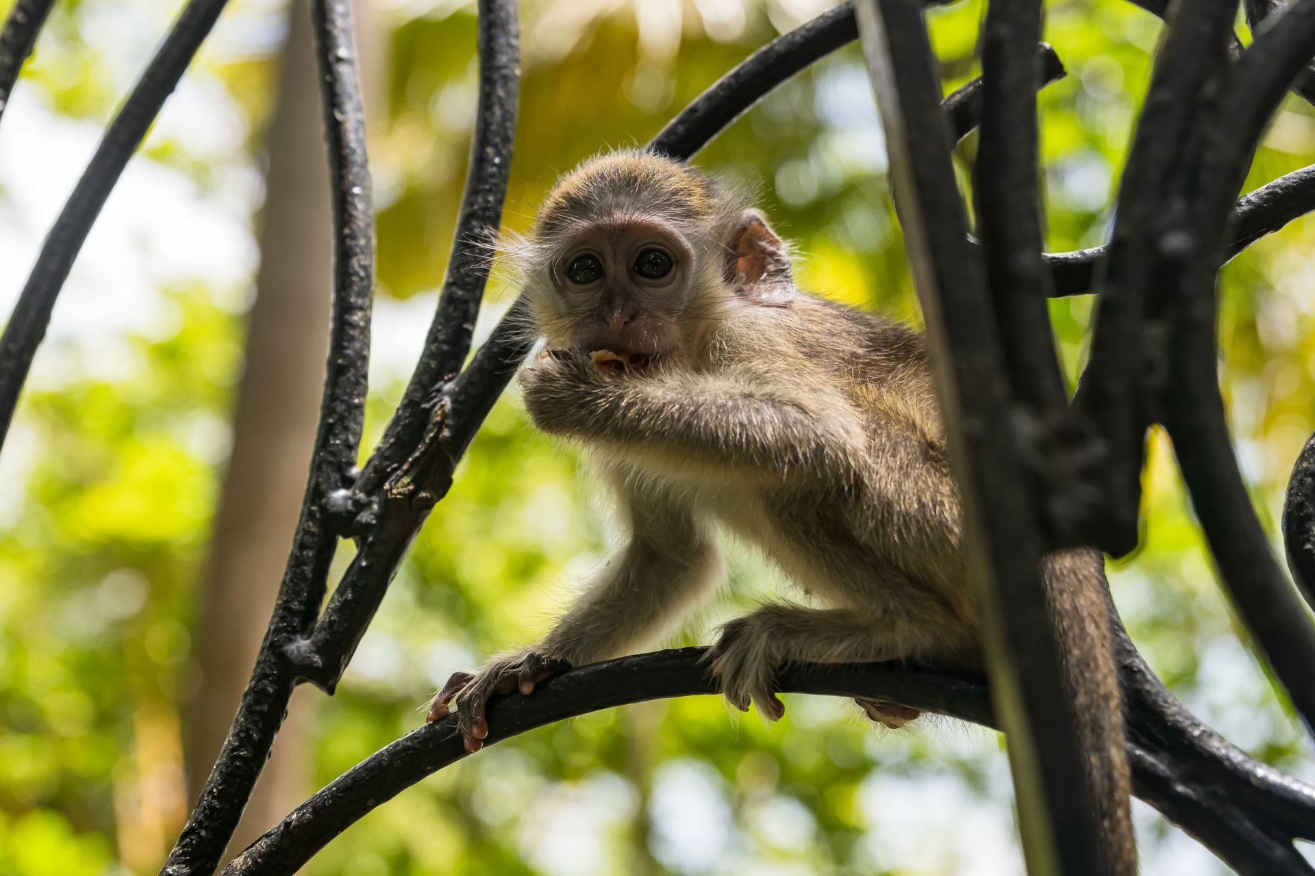 Monkey perched on tree branches against a blurred green background