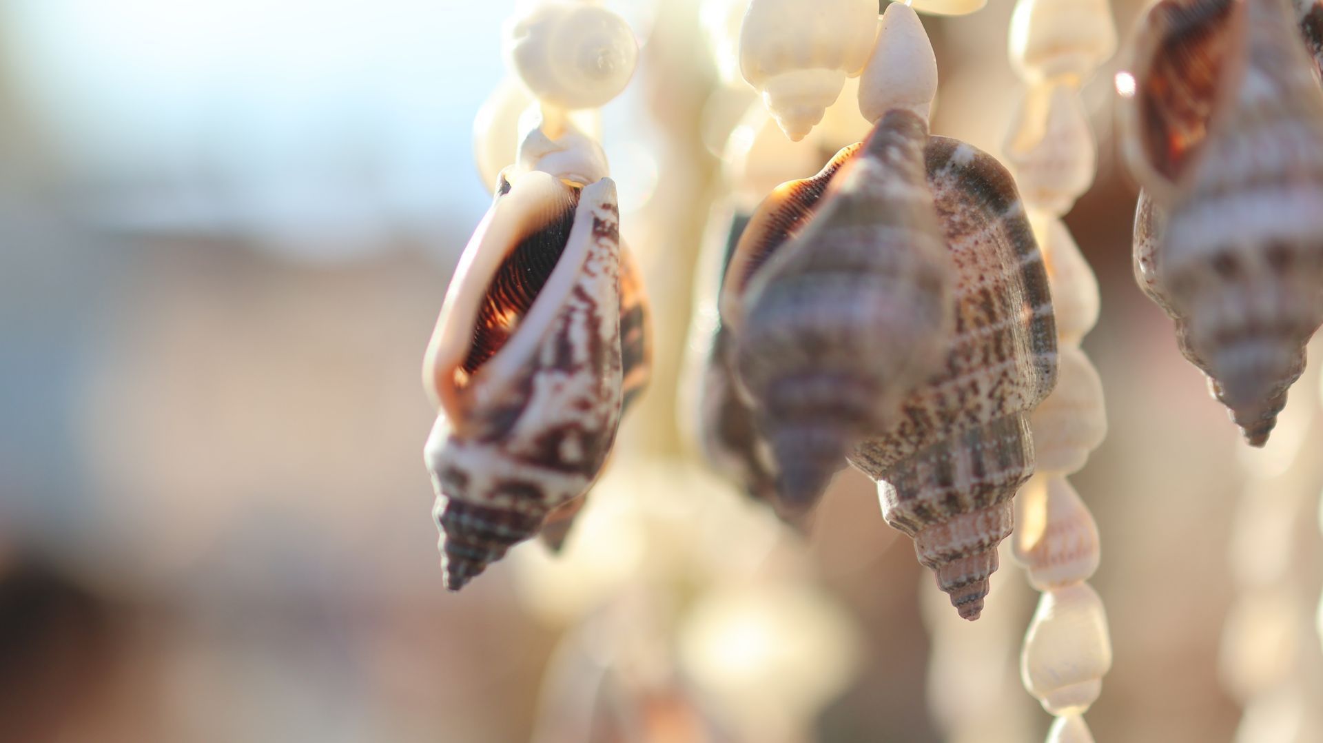 Close-up of hanging seashell ornaments in soft beige and brown tones, softly blurred background