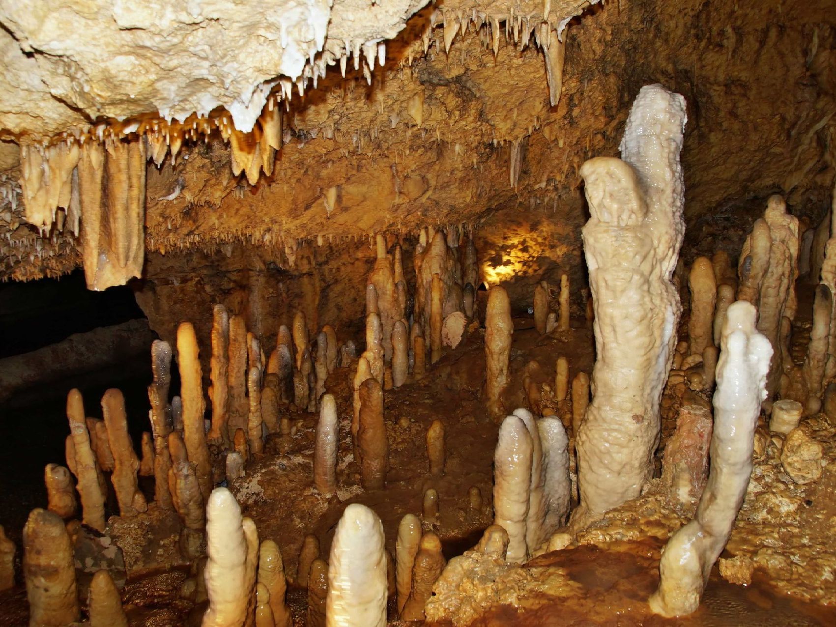 Cave interior with tall limestone stalagmites and stalactites in warm brown and white tones