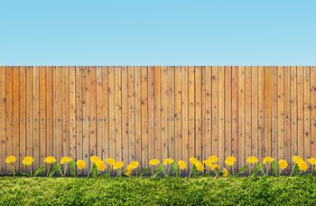 Wooden fence with dandelions in front, against a blue sky.