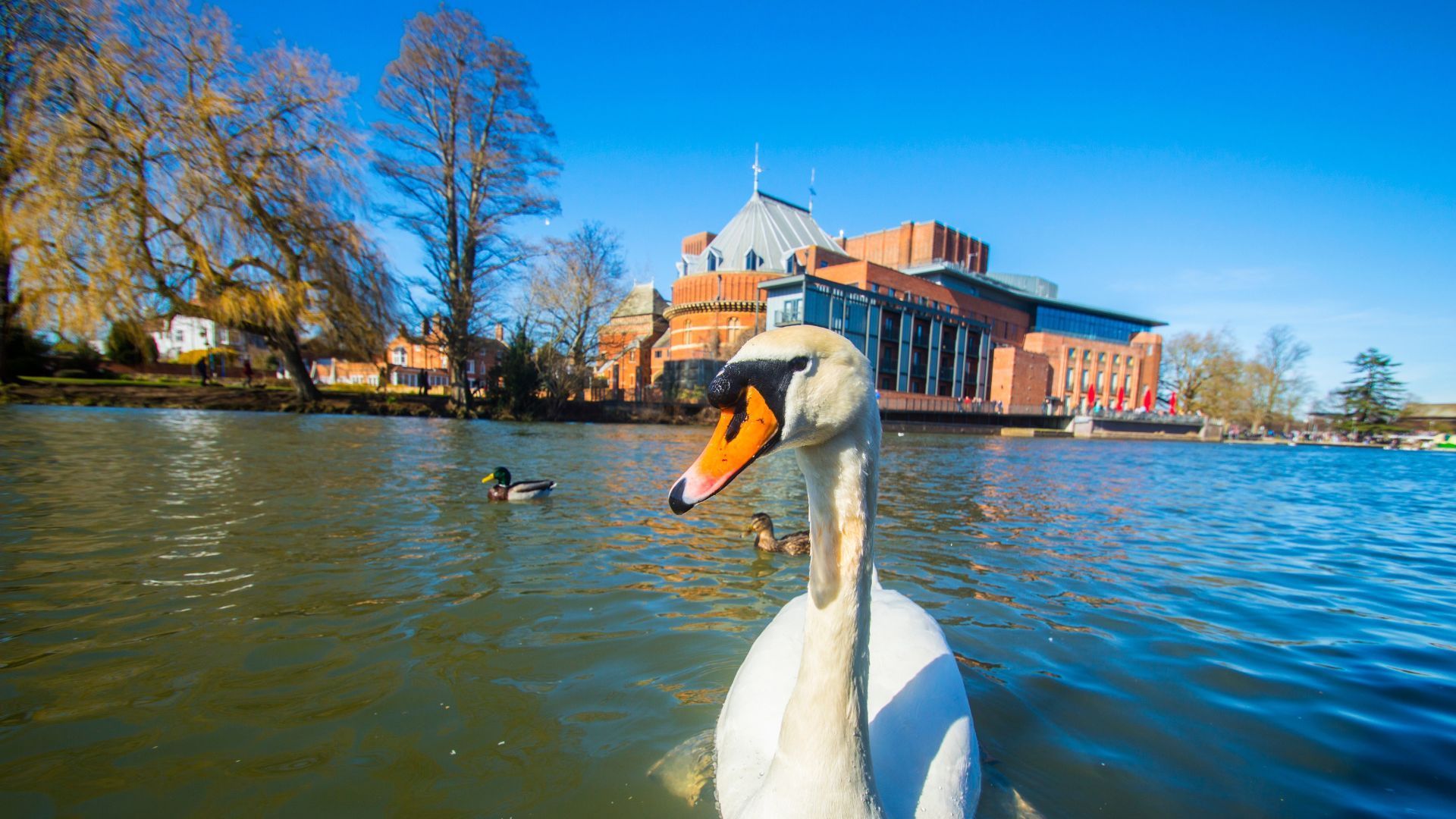 A close-up of a swan on the River Avon in Stratford-upon-Avon on a sunny day, set against the Royal Shakespeare Theatre.