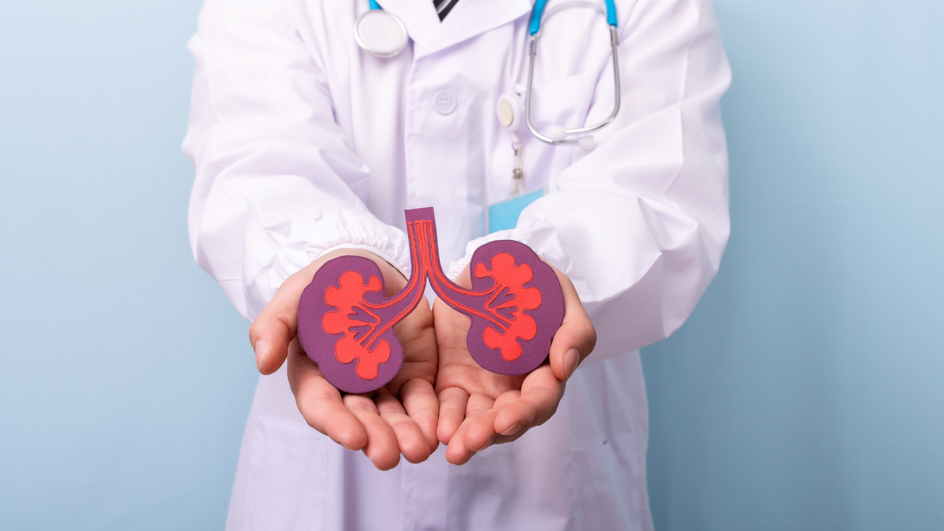 Doctor holding a paper model of a kidney, wearing a white coat and stethoscope.