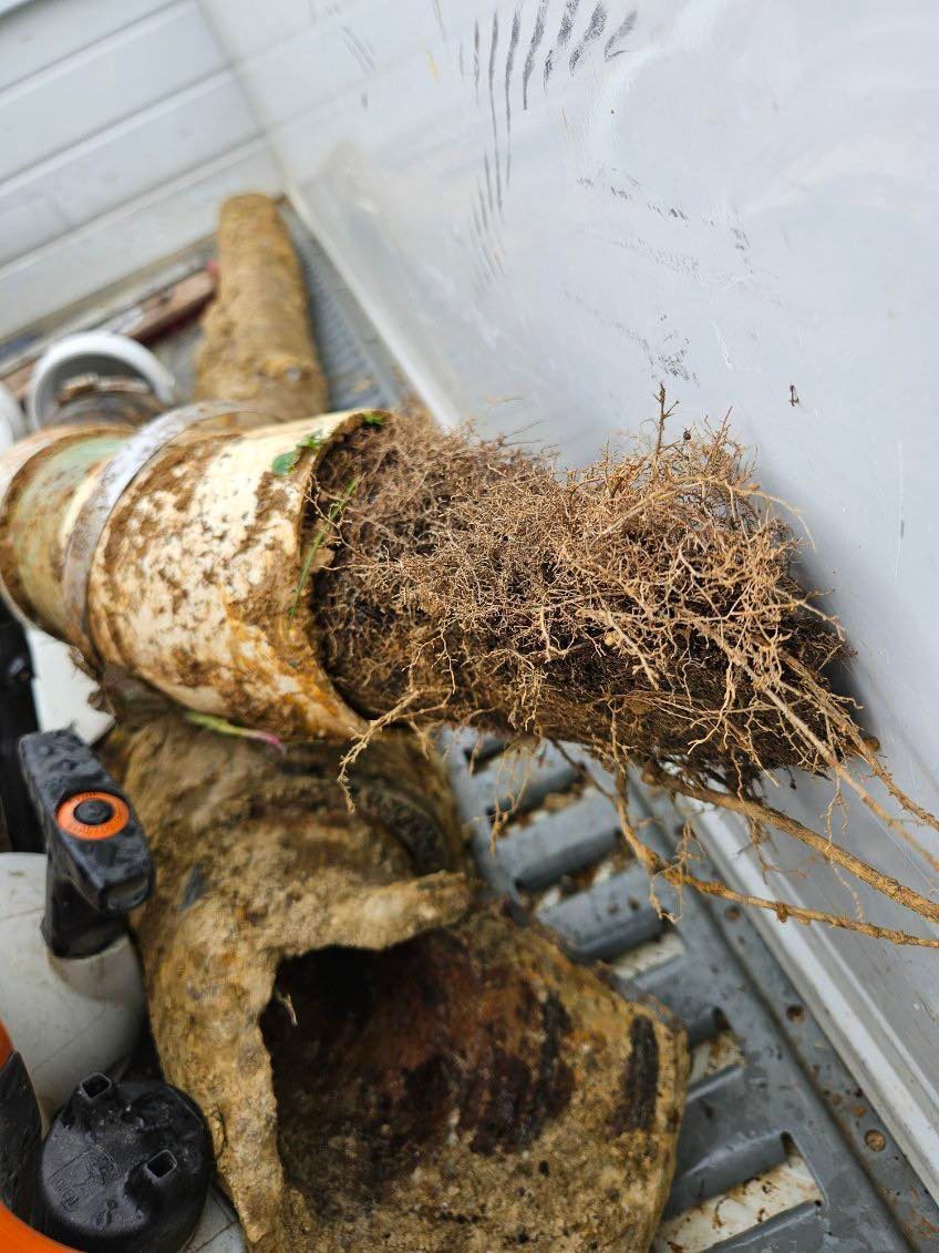 Roots in Sewer Line
