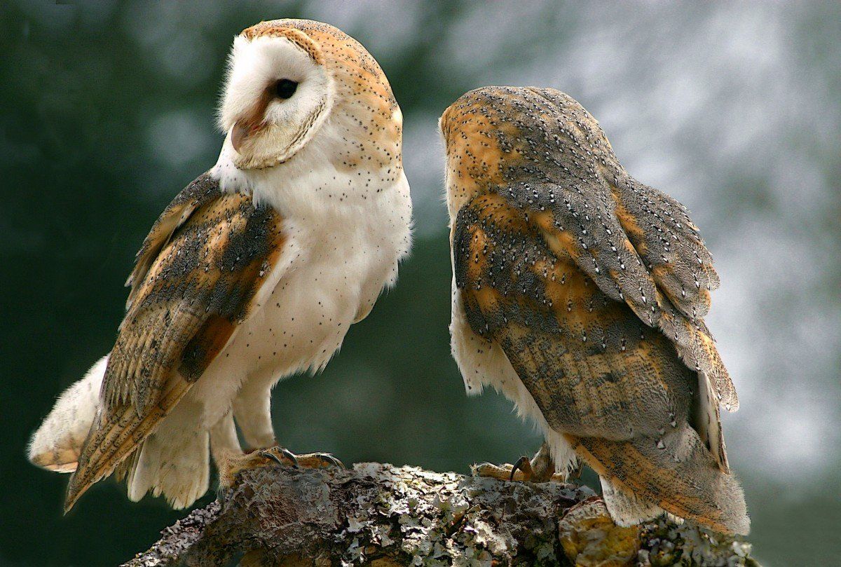 Barn Owls in the Galloway Forest Park