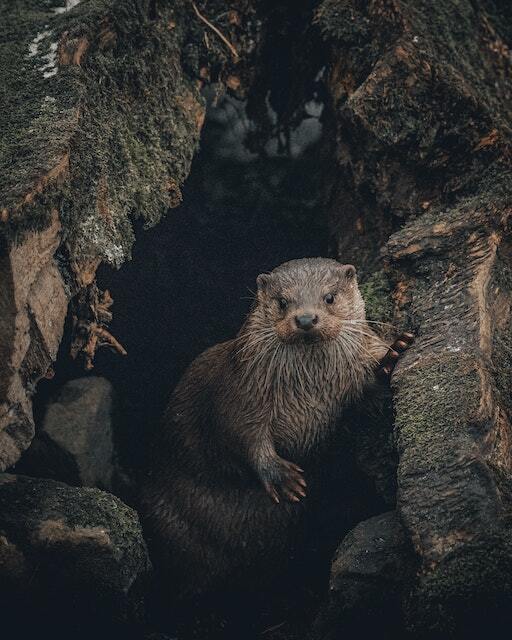 Otters in the Galloway Forest Park