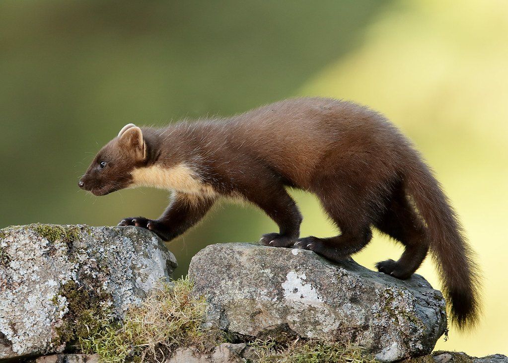 Pine Martens in the Galloway Forest Park