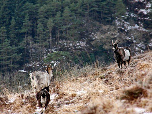 Wild Goats at The Galloway Forest Park