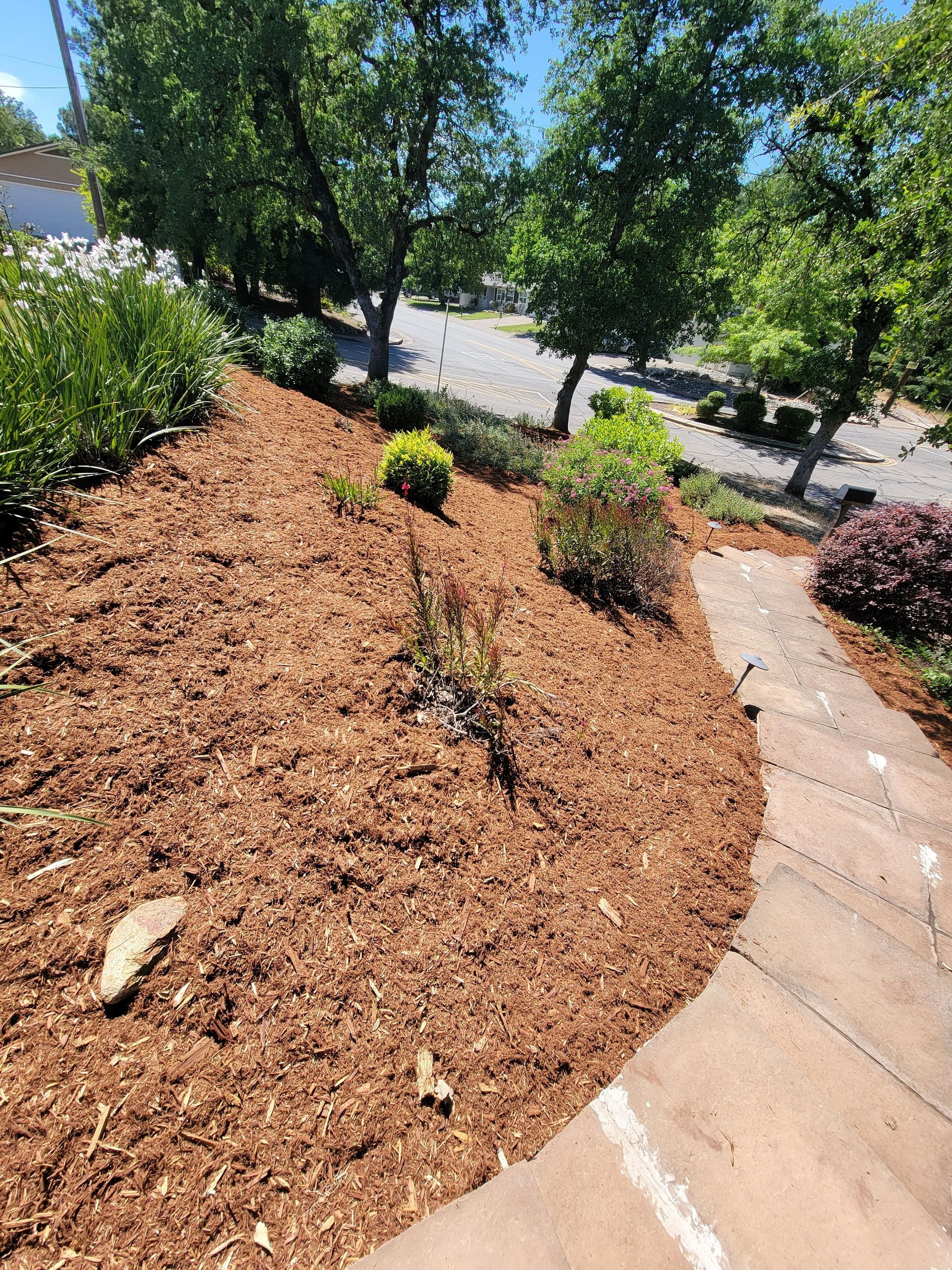 A concrete walkway leading to a garden filled with mulch and trees.