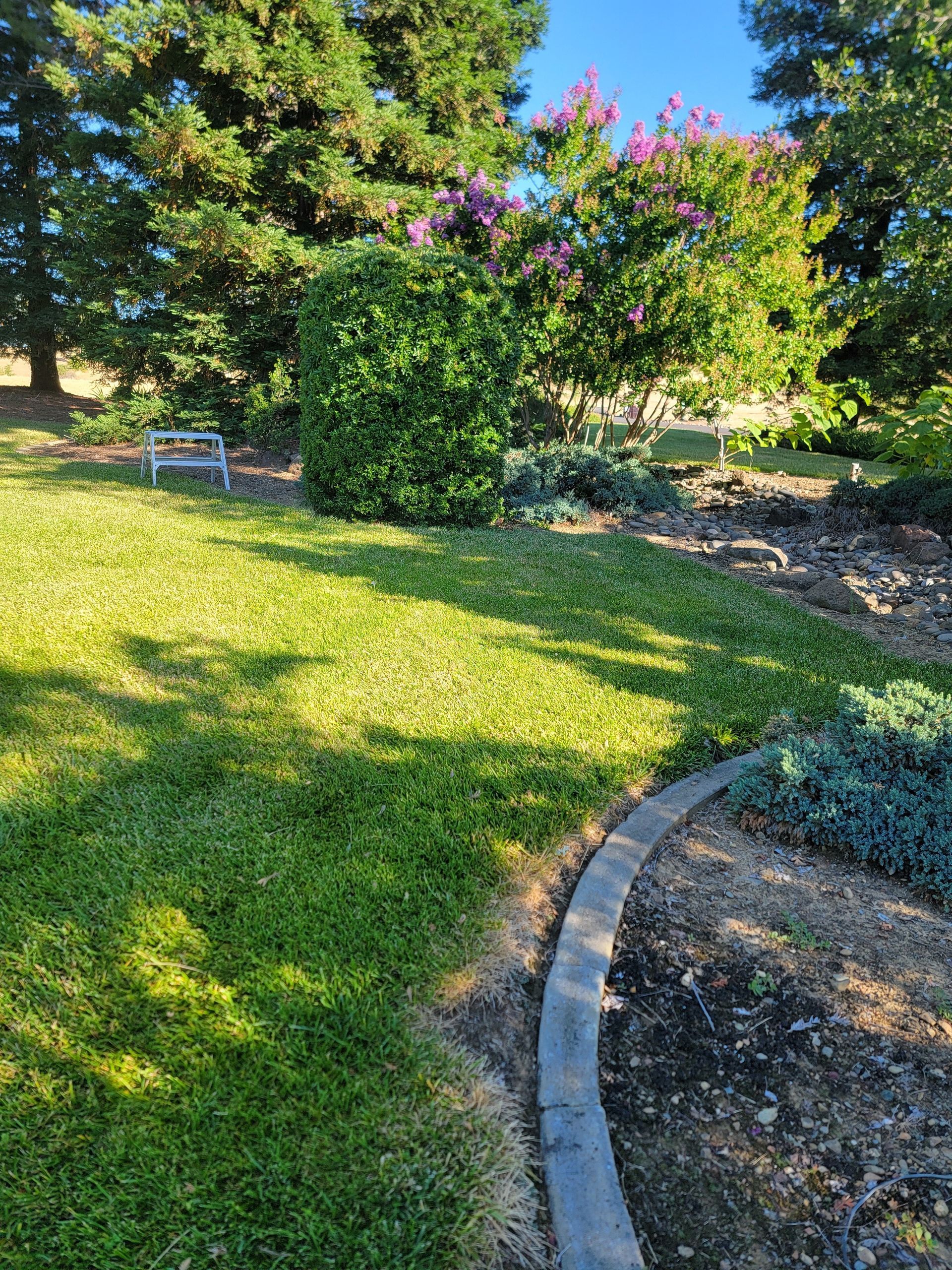 A lush green lawn with a bench in the background and trees in the background.